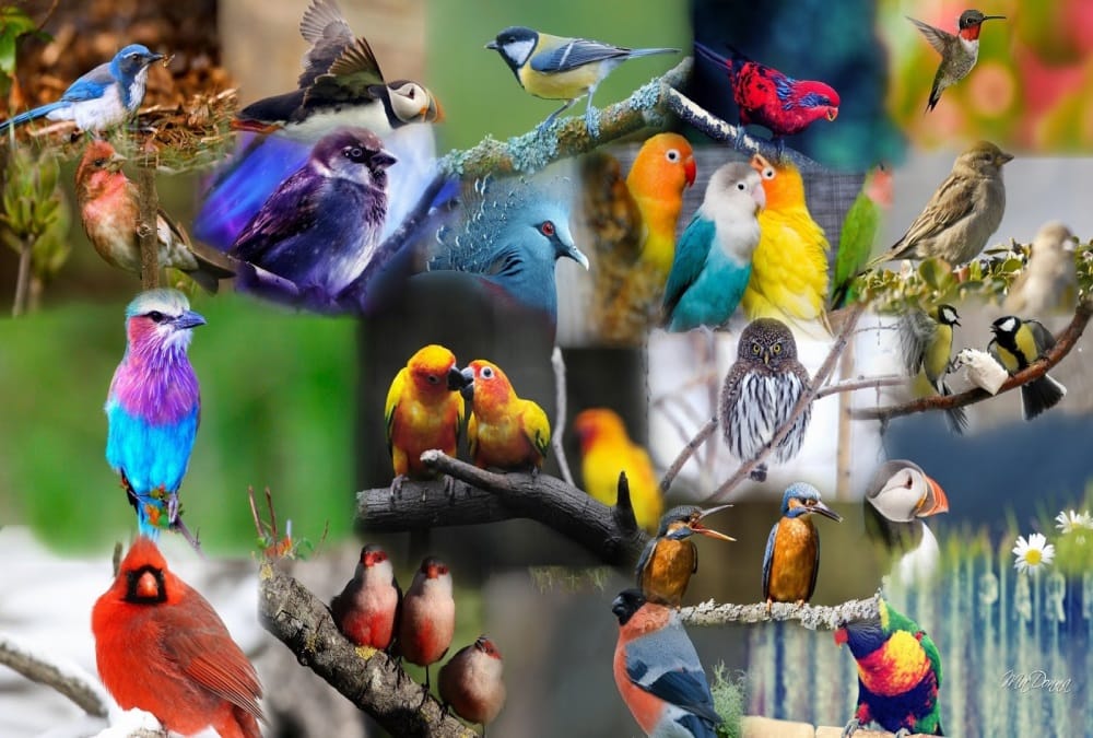 Birds Festival 2018 in held dehradun from 09 march