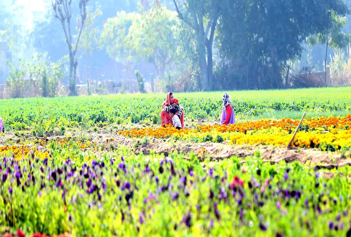 rain forecasted in many regions of rajasthan- winters may strike back 