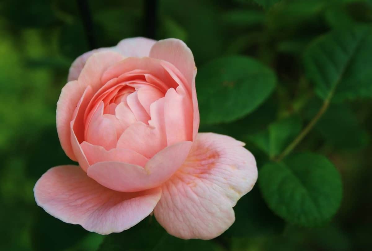 Happy Rose day Images 2018 Valentines week started with rose day
