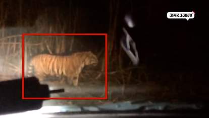 Tiger attacks on a civil preson Shahjahnpur 