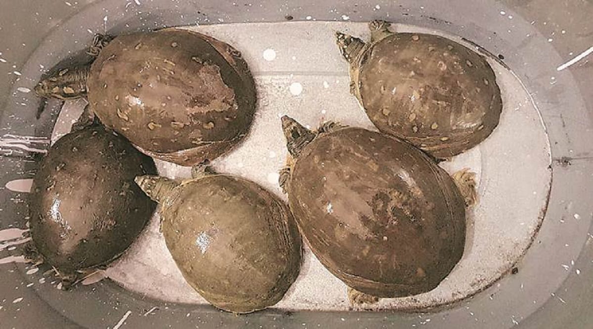 man arrested for purchasing turtles for father in law  