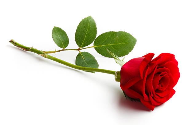 Valentine week start from wednesday 