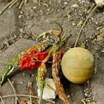 डेमो इमेज