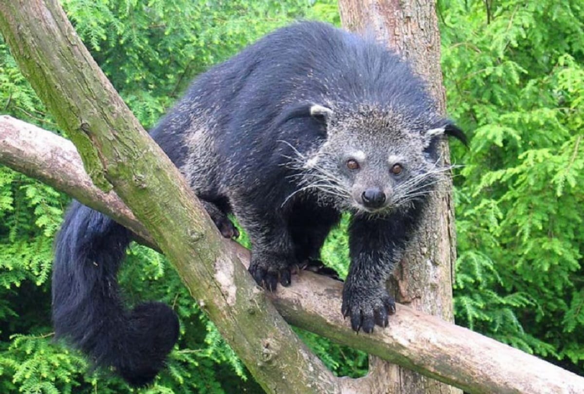 Rajasthan kota very rare civet cat found in a marriage garden in kota 