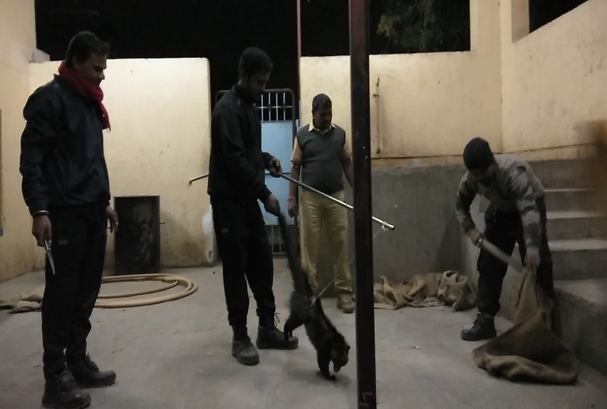 Rajasthan kota very rare civet cat found in a marriage garden in kota 
