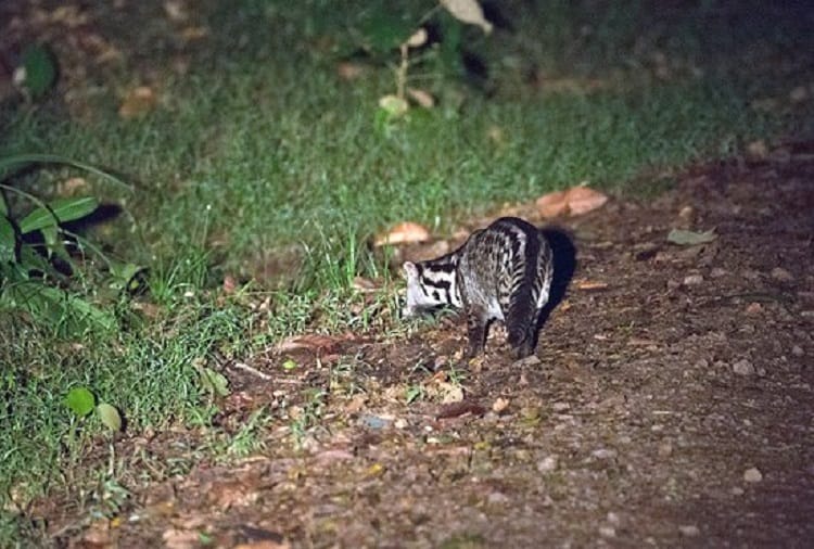 Rajasthan kota very rare civet cat found in a marriage garden in kota 