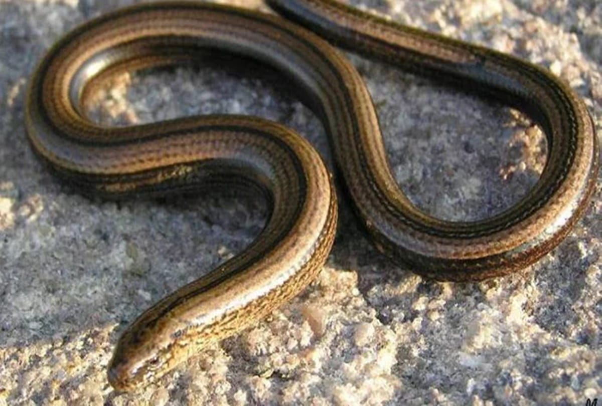 Know about the mystery Why there are not any snake in Ireland