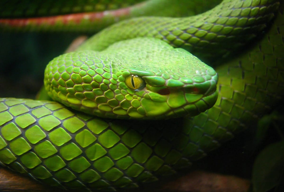 Know about the mystery Why there are not any snake in Ireland
