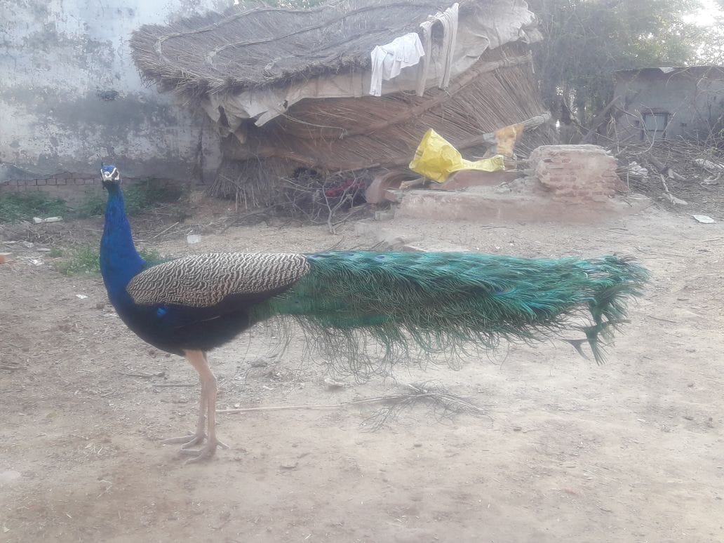 Two juveniles arrested for killing Peacock, case filed, Peacock's post-mortem