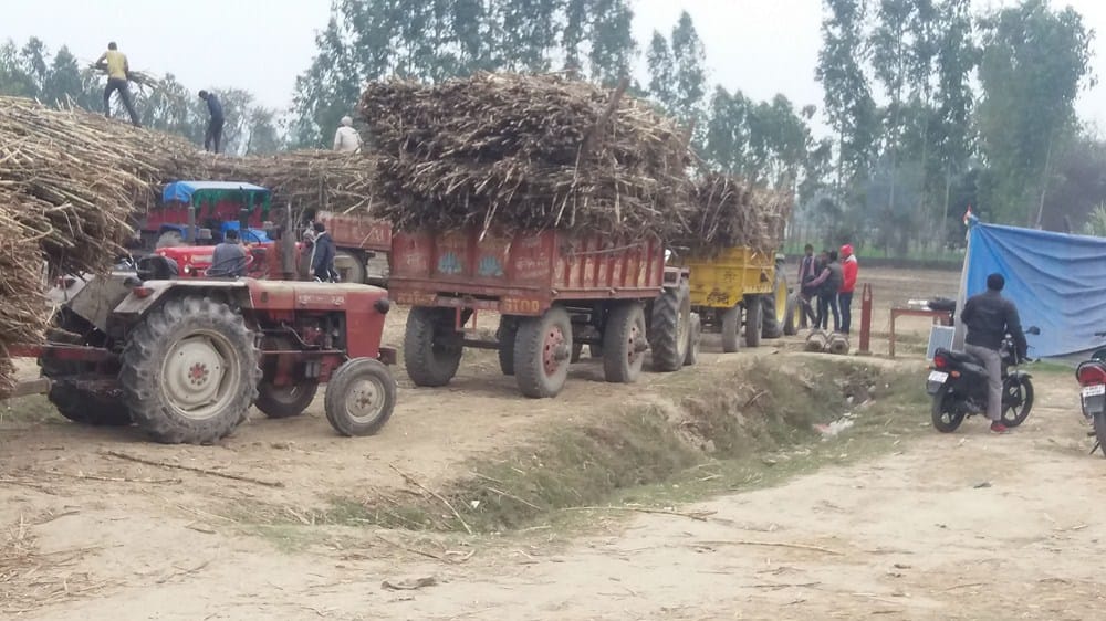 sugar cane farmers bothered