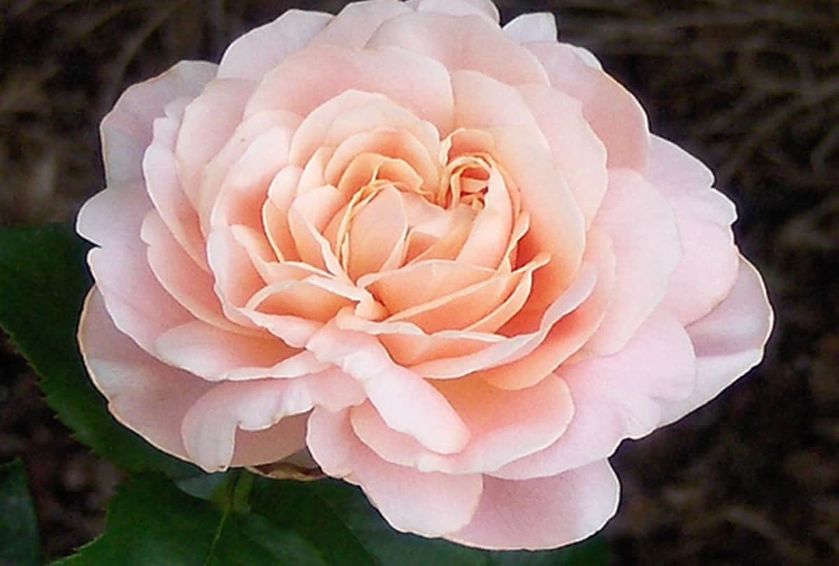 CM Trivendra gift Damask Rose Perfume to pm modi on international yoga day 2018