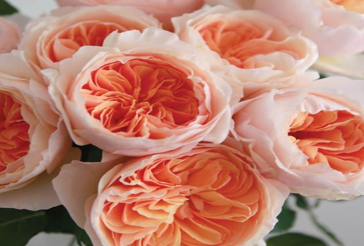 CM Trivendra gift Damask Rose Perfume to pm modi on international yoga day 2018