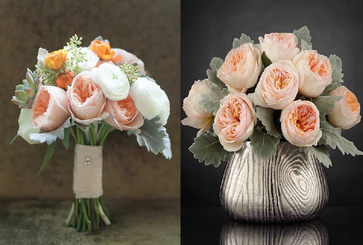 Rose Day 2018: most expensive rose