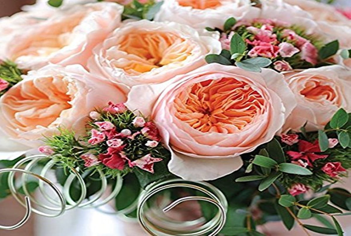 Rose Day 2018: most expensive rose