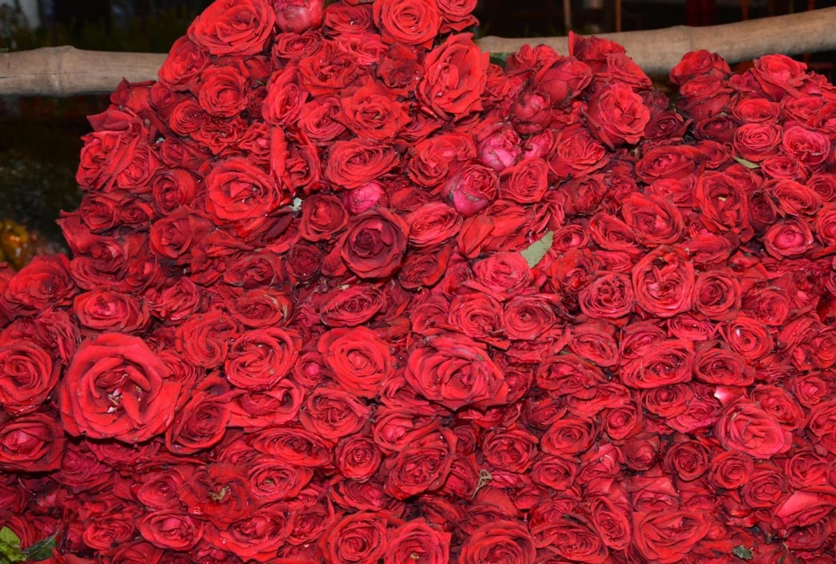 valentine week celebration in lucknow