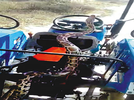 Safari's buffer area came under dragon, runaway forest worker