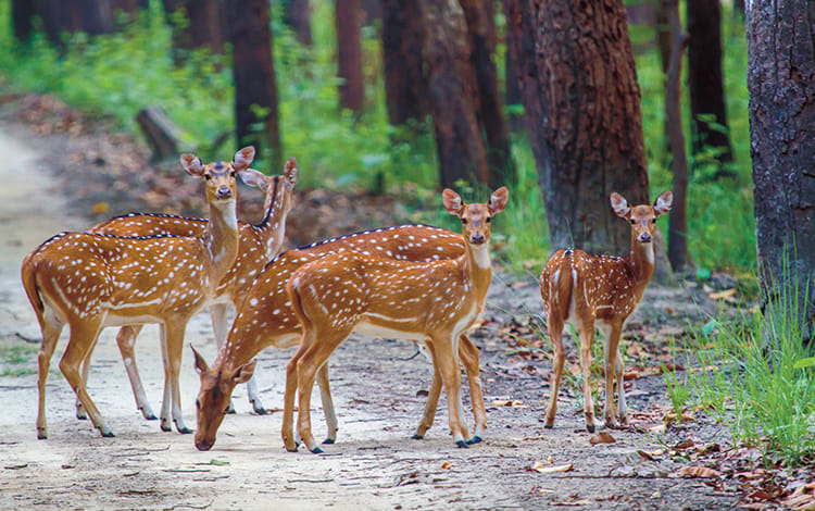  Dudhwa National Park can now be seen from train.