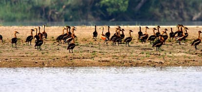 Dudhwa National Park can now be seen from train.