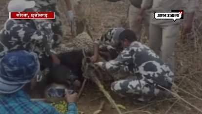 Bear Died after being entangled in trap in korba chhatisgarh