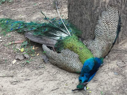 MATHURA STRAY DOGS KILLED 15 PEACOCK FOREST DEPARTMENT IS UNKNOWN 