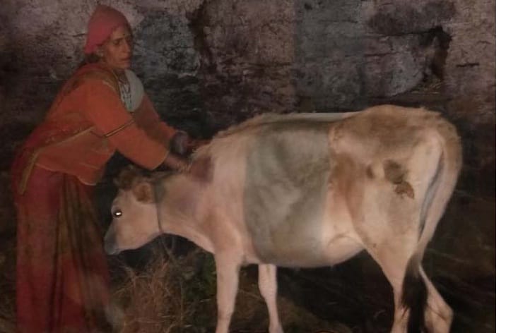Cientos de animales se enferman debido al acné, enfermedad del acné