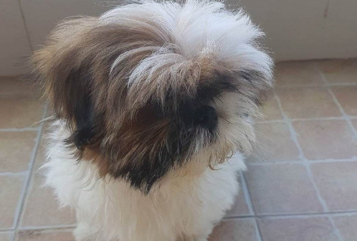 comedian kapil sharma hires new pet dog cheeku pic on his twitter
