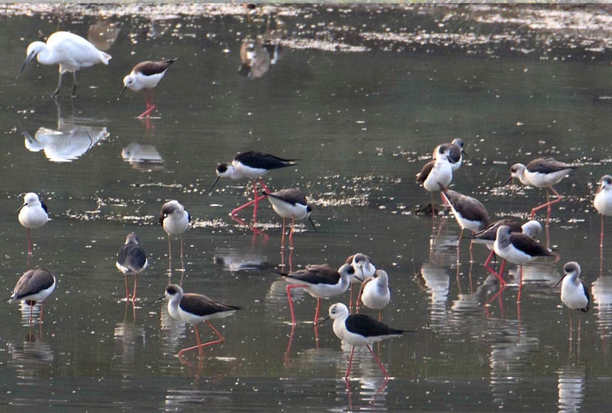 Bird Festival celebrated at Kanpur Zoo