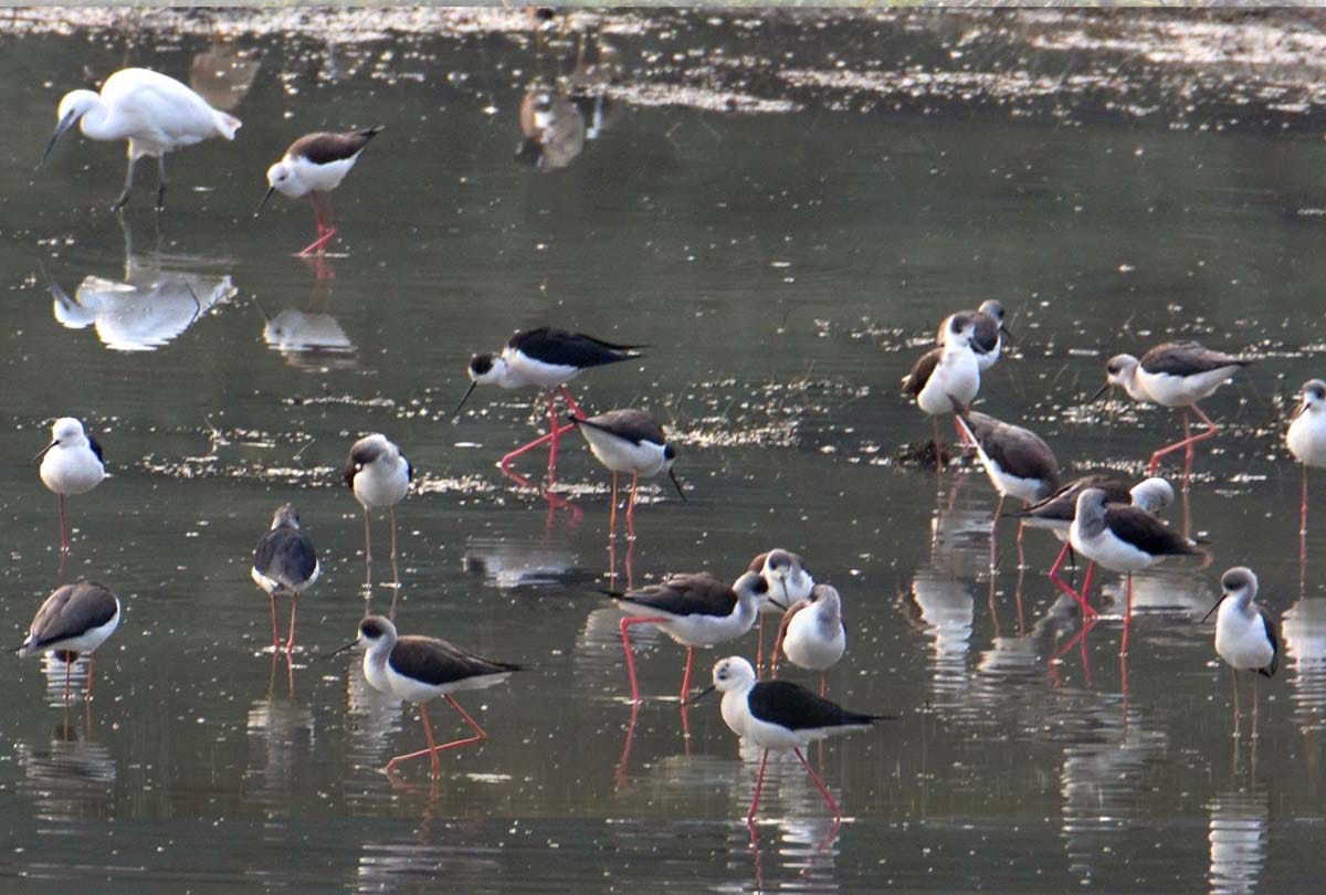 Bird Festival celebrated at Kanpur Zoo