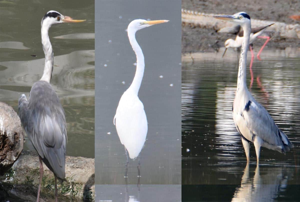Bird Festival celebrated at Kanpur Zoo