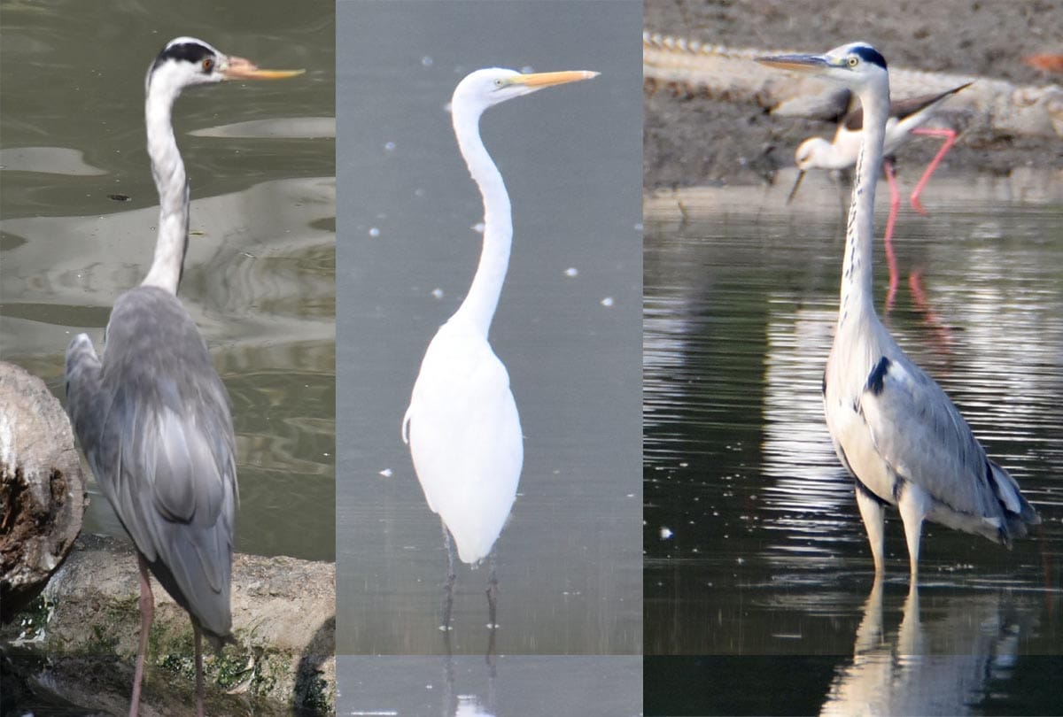 Bird Festival celebrated at Kanpur Zoo