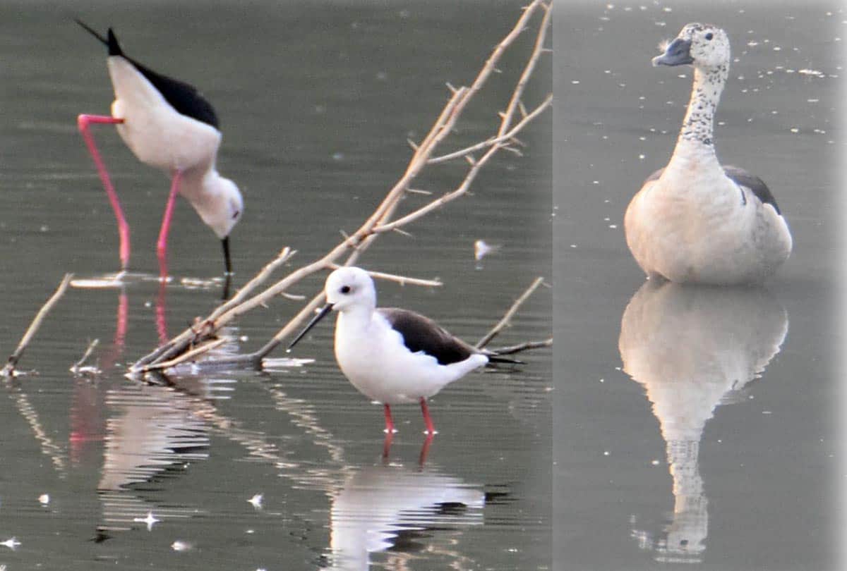 Bird Festival celebrated at Kanpur Zoo