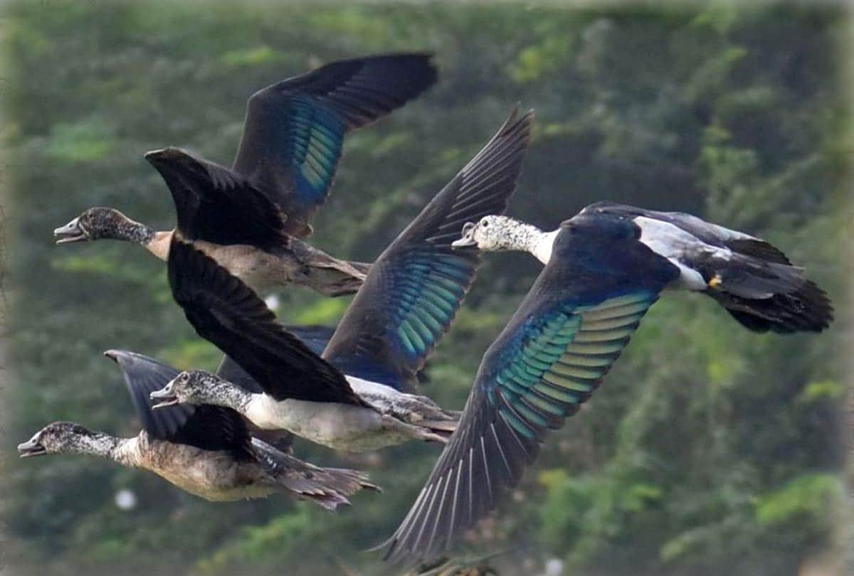 Bird Festival celebrated at Kanpur Zoo