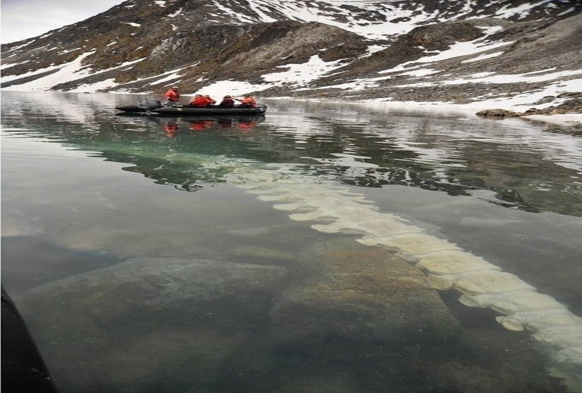 Horrable discovery of Rafters in Arctic Ocean