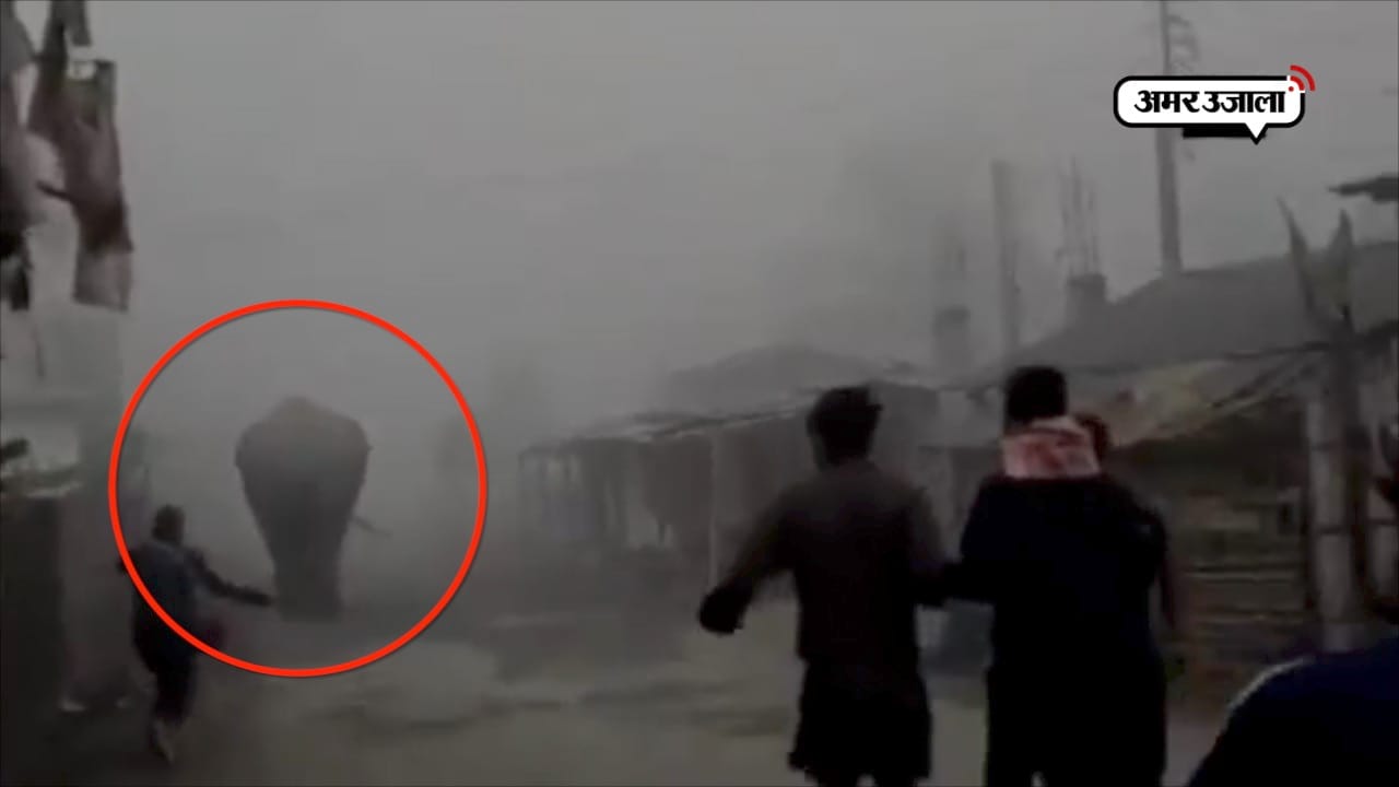 हाथी