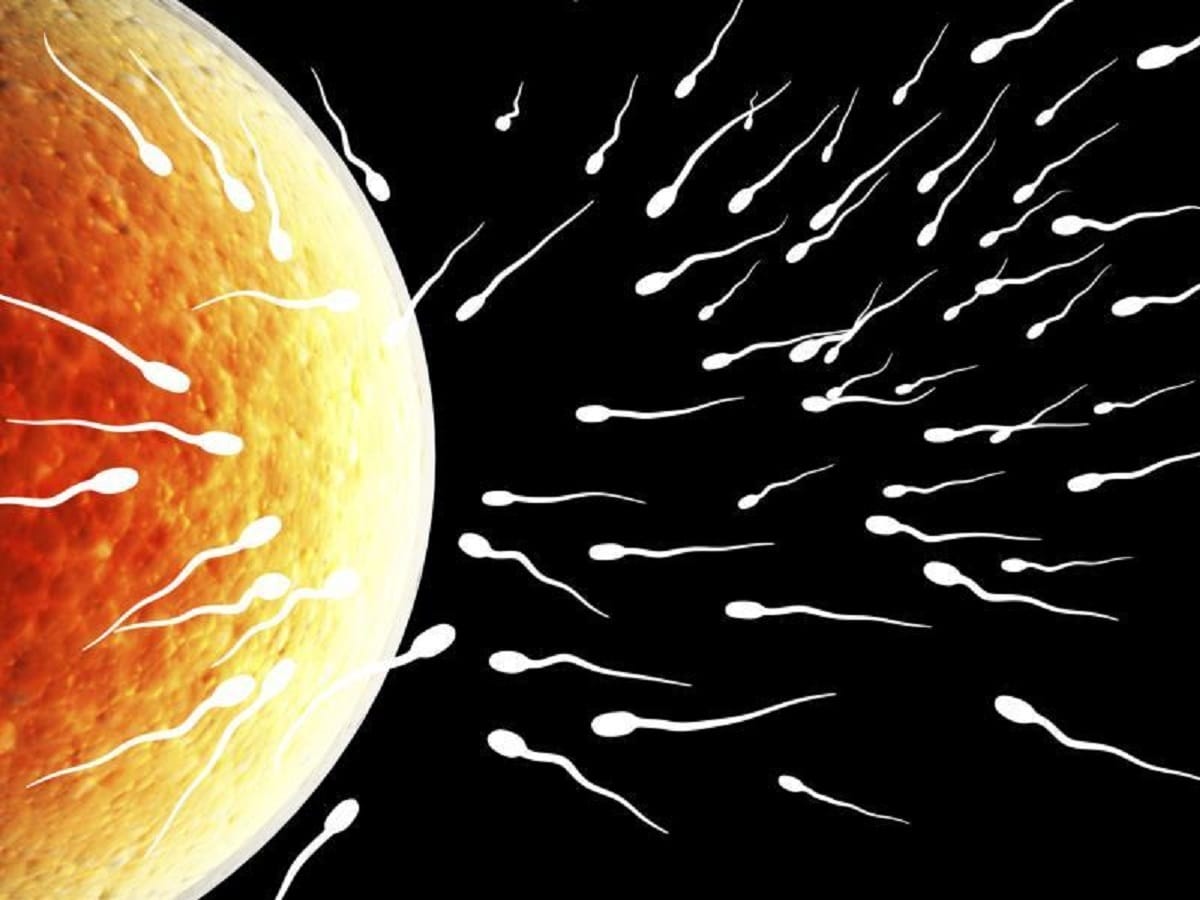 Success in developing human egg in laboratory