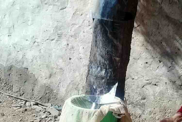 miracal tree found in mohali of punjab, people start to worship