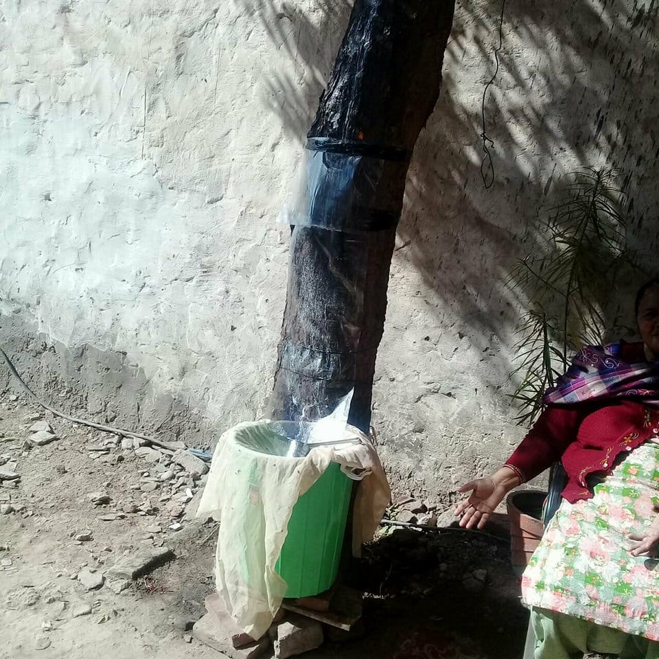 miracal tree found in mohali of punjab, people start to worship