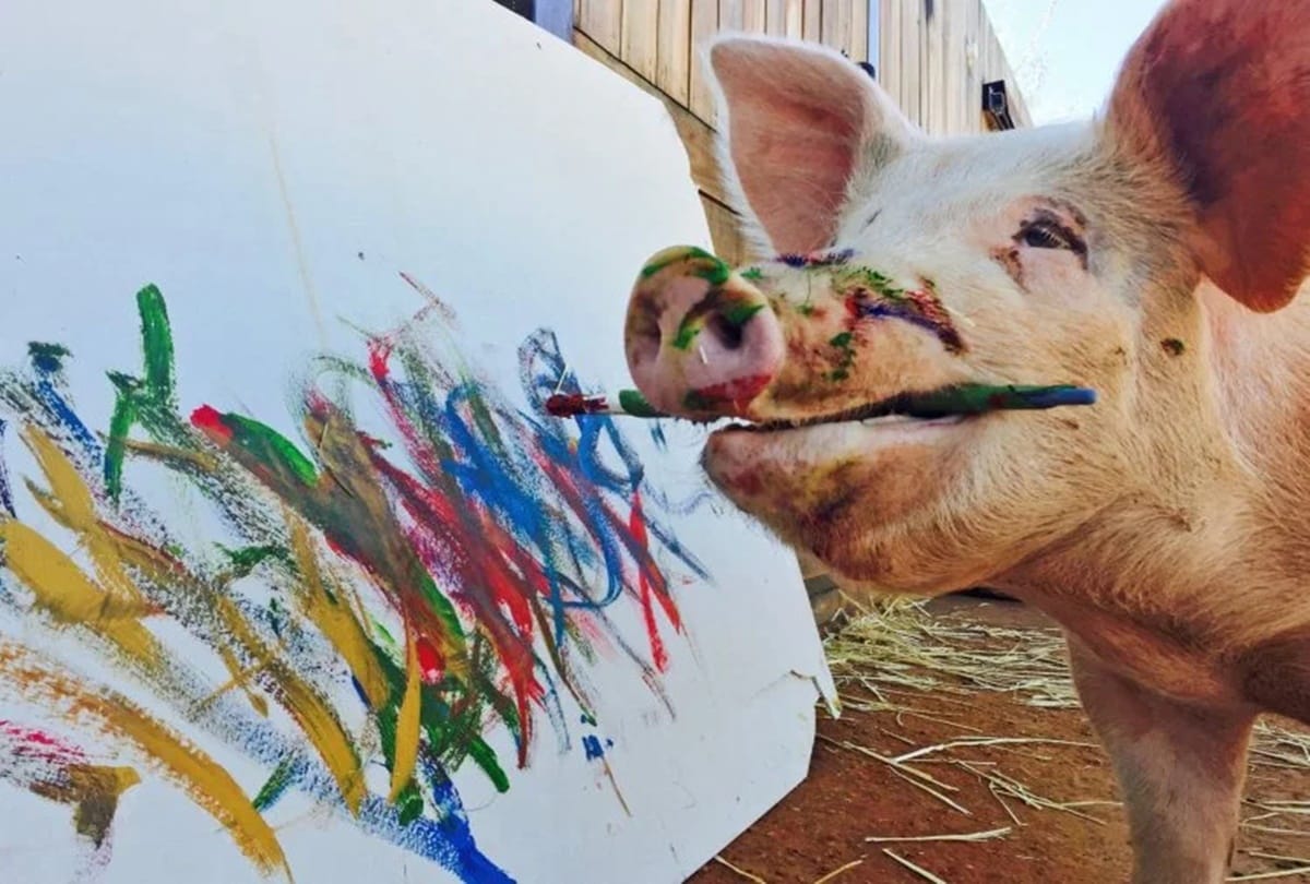 Pigcasso the Pig known for his artworks her painting sell for thousands of dollars
