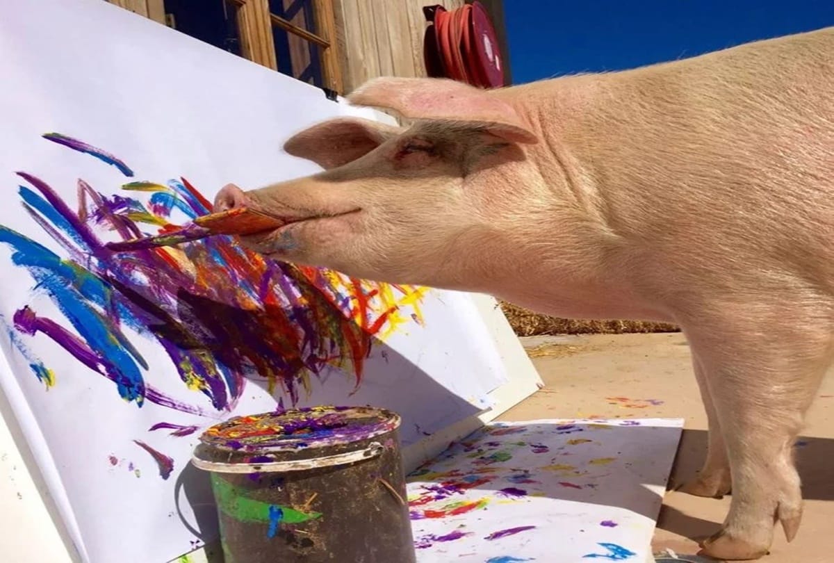 Pigcasso the Pig known for his artworks her painting sell for thousands of dollars