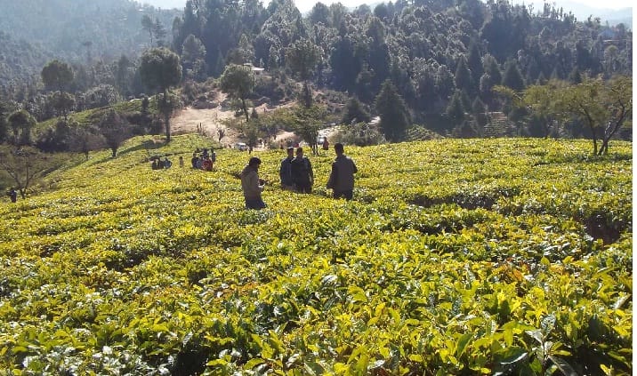 Nueva plantación de té crecerá en 150 hectáreas