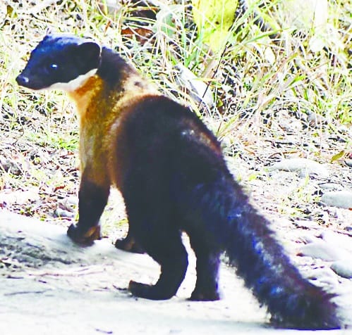 Tourists were tempted by yellow-necked Neville