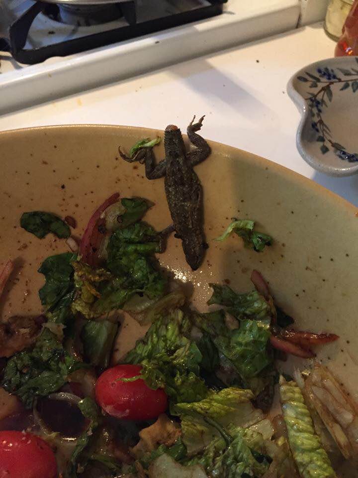 woman from california bought lettuce 3 inch lizard