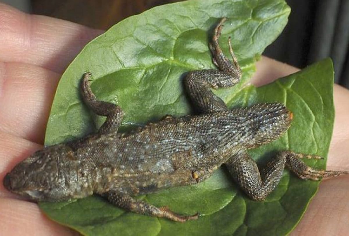 woman from california bought lettuce 3 inch lizard