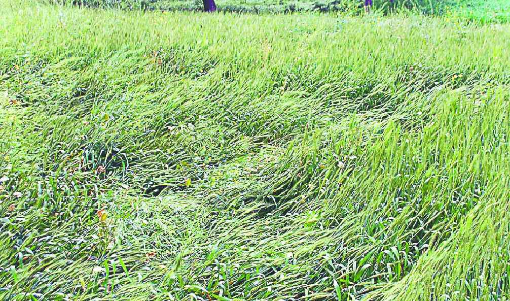 Rain increased tension in shamli