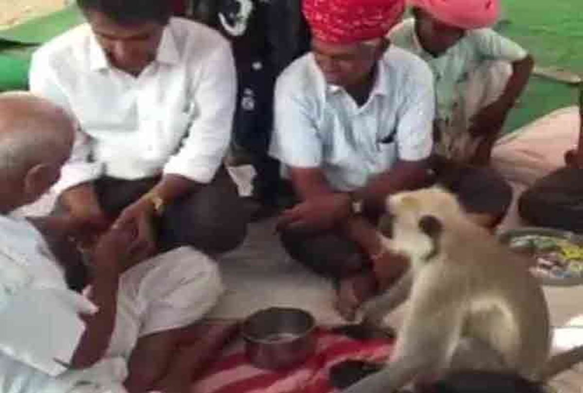 This monkey is a drug addicted who eat opium