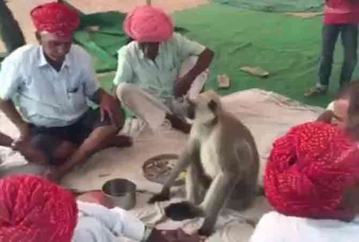 This monkey is a drug addicted who eat opium