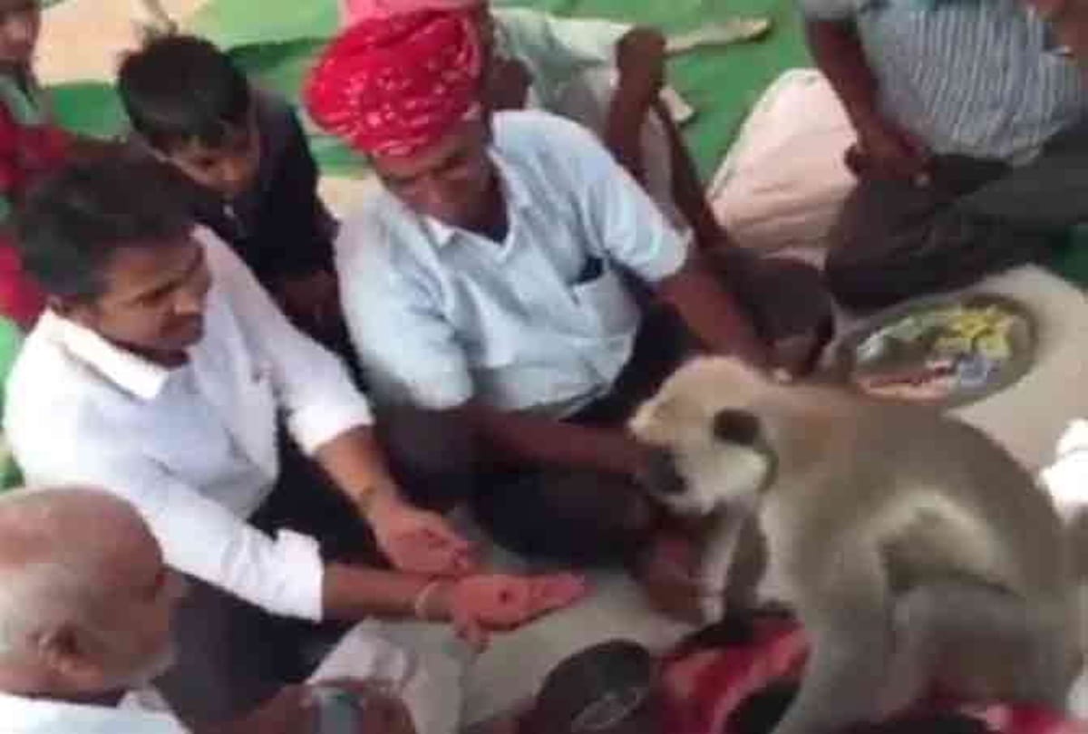 This monkey is a drug addicted who eat opium