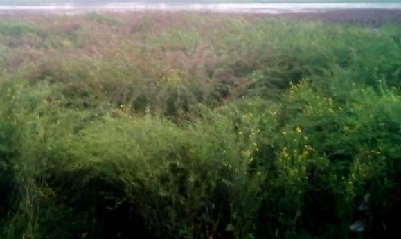 Wheat crop flourishes with rain