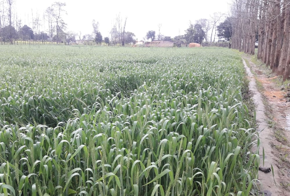 बारिश के साथ गिरे ओले, ठंड बढ़ी