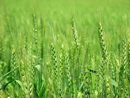 new varieties of wheat launched by Agricultural science institute helps to grow wheat without water 